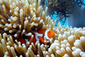 スマホ、撮影、防水、海、写真、サンゴ礁、熱帯魚