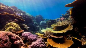 海中、スマホ、撮影、防水、海、写真、サンゴ礁、熱帯魚
