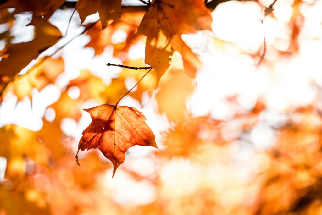 読書の秋、スポーツの秋、食欲の秋、芸術の秋、紅葉、秋、Autumn、オータム、春夏秋冬、もみじ