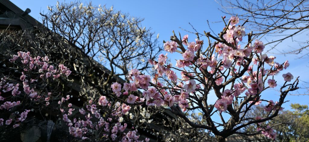 三嶋大社境内に咲く梅の花