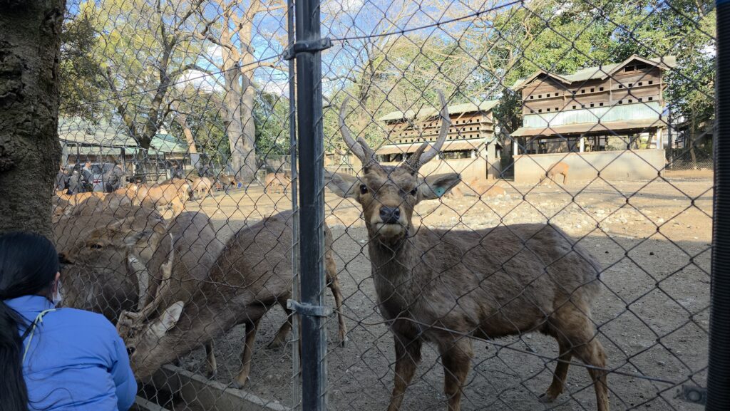 三嶋大社境内にいる神鹿園の鹿